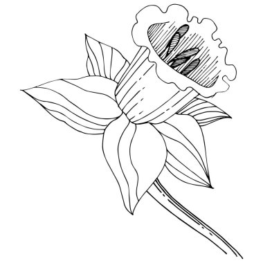 Vektör nergis kır çiçeği. Botanik çiçek. İzole illüstrasyon öğesi. Arka plan, doku, sarıcı desen, çerçeve veya sınır vektör kır çiçeği.