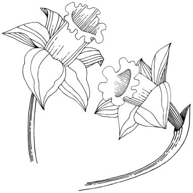 Vektör nergis kır çiçeği. Botanik çiçek. İzole illüstrasyon öğesi. Arka plan, doku, sarıcı desen, çerçeve veya sınır vektör kır çiçeği.