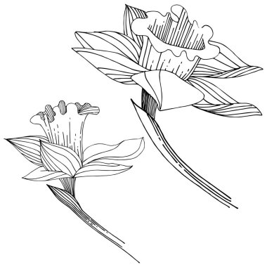 Vektör nergis kır çiçeği. Botanik çiçek. İzole illüstrasyon öğesi. Arka plan, doku, sarıcı desen, çerçeve veya sınır vektör kır çiçeği.