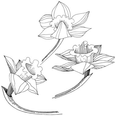 Vektör nergis kır çiçeği. Botanik çiçek. İzole illüstrasyon öğesi. Arka plan, doku, sarıcı desen, çerçeve veya sınır vektör kır çiçeği.