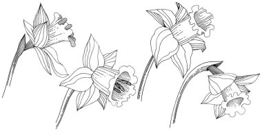 Vektör nergis kır çiçeği. Botanik çiçek. İzole illüstrasyon öğesi. Arka plan, doku, sarıcı desen, çerçeve veya sınır vektör kır çiçeği.