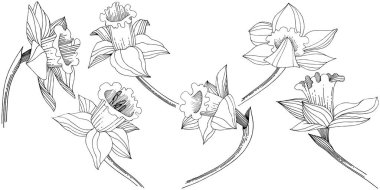 Vektör nergis kır çiçeği. Botanik çiçek. İzole illüstrasyon öğesi. Arka plan, doku, sarıcı desen, çerçeve veya sınır vektör kır çiçeği.