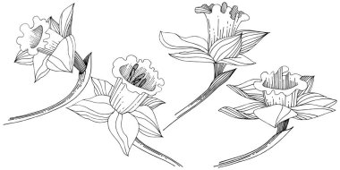 Vektör nergis kır çiçeği. Botanik çiçek. İzole illüstrasyon öğesi. Arka plan, doku, sarıcı desen, çerçeve veya sınır vektör kır çiçeği.