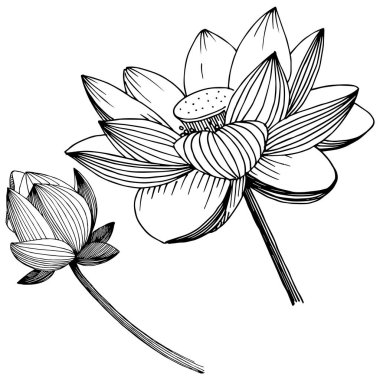 Vektör lotus çiçeği. Botanik çiçek. İzole illüstrasyon öğesi. Bitki tam adı: lotus. Arka plan, doku, sarıcı desen, çerçeve veya sınır vektör kır çiçeği.