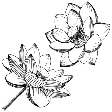 Vektör lotus çiçeği. Botanik çiçek. İzole illüstrasyon öğesi. Bitki tam adı: lotus. Arka plan, doku, sarıcı desen, çerçeve veya sınır vektör kır çiçeği.