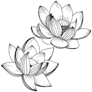 Vektör lotus çiçeği. Botanik çiçek. İzole illüstrasyon öğesi. Bitki tam adı: lotus. Arka plan, doku, sarıcı desen, çerçeve veya sınır vektör kır çiçeği.