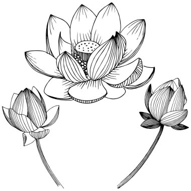 Vektör lotus çiçeği. Botanik çiçek. İzole illüstrasyon öğesi. Bitki tam adı: lotus. Arka plan, doku, sarıcı desen, çerçeve veya sınır vektör kır çiçeği.