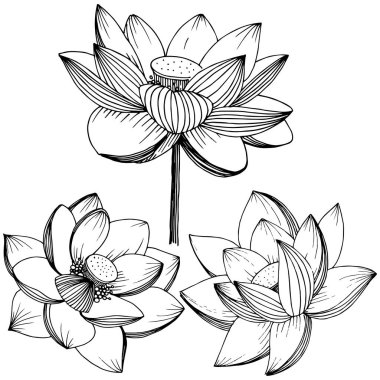 Vektör lotus çiçeği. Botanik çiçek. İzole illüstrasyon öğesi. Bitki tam adı: lotus. Arka plan, doku, sarıcı desen, çerçeve veya sınır vektör kır çiçeği.