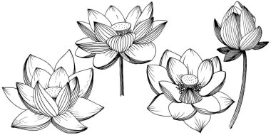 Vektör lotus çiçeği. Botanik çiçek. İzole illüstrasyon öğesi. Bitki tam adı: lotus. Arka plan, doku, sarıcı desen, çerçeve veya sınır vektör kır çiçeği.