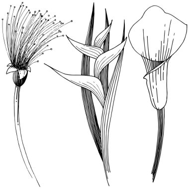 Tropikal çiçek bir vektör tarzı. İzole illüstrasyon öğesi. Arka plan, doku, sarıcı desen, çerçeve veya kenarlık için vektör çiçek.