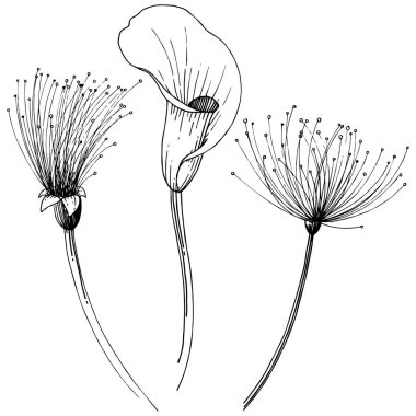 Tropikal çiçek bir vektör tarzı. İzole illüstrasyon öğesi. Arka plan, doku, sarıcı desen, çerçeve veya kenarlık için vektör çiçek.