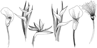 Tropikal çiçek bir vektör tarzı. İzole illüstrasyon öğesi. Arka plan, doku, sarıcı desen, çerçeve veya kenarlık için vektör çiçek.