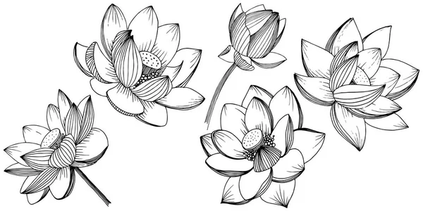 Fleur Lotus Vectorielle Fleur Botanique Florale Élément Illustration Isolé Nom — Image vectorielle