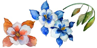 Sulu boya renkli aquilegia çiçek. Botanik çiçek. İzole illüstrasyon öğesi. Arka plan, doku, sarıcı desen, çerçeve veya kenarlık için Aquarelle kır çiçeği.