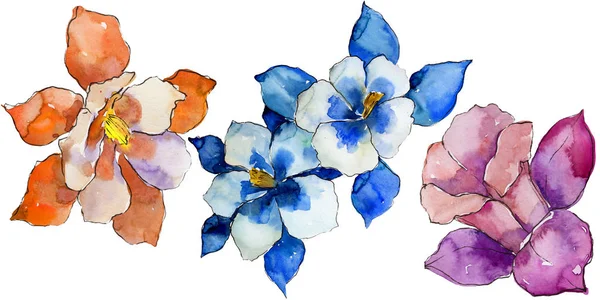 Sulu Boya Renkli Aquilegia Çiçek Botanik Çiçek Zole Illüstrasyon Öğesi — Stok fotoğraf