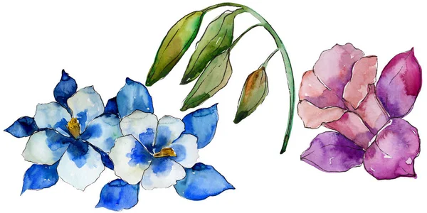 Acquerello Colorato Aquilegia Fiore Fiore Botanico Floreale Elemento Illustrazione Isolato — Foto Stock