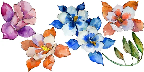 Květinový Akvarel Barevné Aquilegia Květinové Botanické Květin Izolované Ilustrace Prvek — Stock fotografie