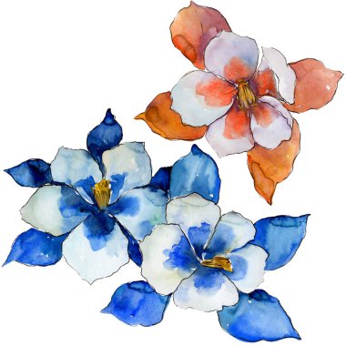 Sulu boya renkli aquilegia çiçek. Botanik çiçek. İzole illüstrasyon öğesi. Arka plan, doku, sarıcı desen, çerçeve veya kenarlık için Aquarelle kır çiçeği.