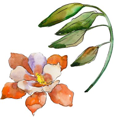 Sulu boya renkli aquilegia çiçek. Botanik çiçek. İzole illüstrasyon öğesi. Arka plan, doku, sarıcı desen, çerçeve veya kenarlık için Aquarelle kır çiçeği.