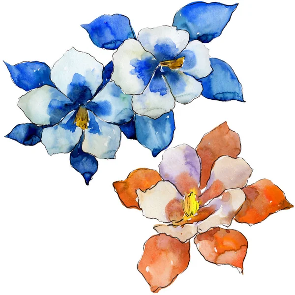 Aquarel Kleurrijk Aquilegia Bloem Floral Botanische Bloem Geïsoleerde Illustratie Element — Stockfoto