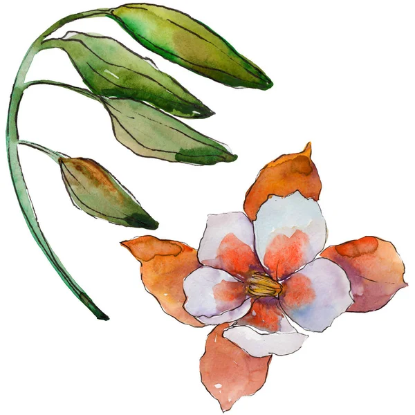 Sulu boya renkli aquilegia çiçek. Botanik çiçek. İzole illüstrasyon öğesi. Arka plan, doku, sarıcı desen, çerçeve veya kenarlık için Aquarelle kır çiçeği.