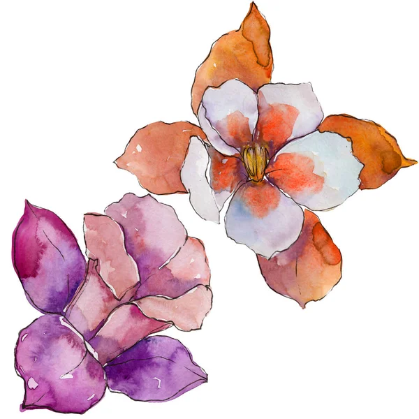 Акварель Красочный Цветок Аквилегии Цветочный Ботанический Цветок Изолированный Элемент Иллюстрации — стоковое фото