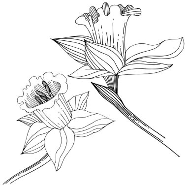 Vektör nergis kır çiçeği. Botanik çiçek. İzole illüstrasyon öğesi. Arka plan, doku, sarıcı desen, çerçeve veya sınır vektör kır çiçeği.