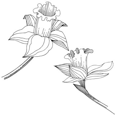 Vektör nergis kır çiçeği. Botanik çiçek. İzole illüstrasyon öğesi. Arka plan, doku, sarıcı desen, çerçeve veya sınır vektör kır çiçeği.