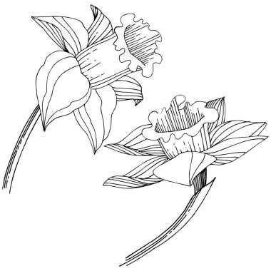 Vektör nergis kır çiçeği. Botanik çiçek. İzole illüstrasyon öğesi. Arka plan, doku, sarıcı desen, çerçeve veya sınır vektör kır çiçeği.