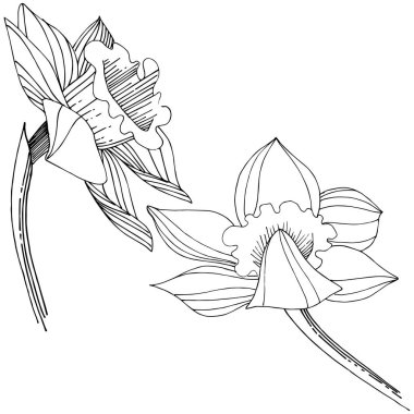 Vektör nergis kır çiçeği. Botanik çiçek. İzole illüstrasyon öğesi. Arka plan, doku, sarıcı desen, çerçeve veya sınır vektör kır çiçeği.