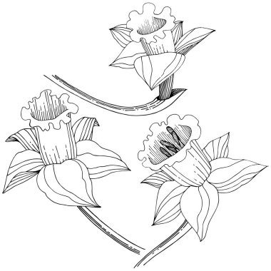 Vektör nergis kır çiçeği. Botanik çiçek. İzole illüstrasyon öğesi. Arka plan, doku, sarıcı desen, çerçeve veya sınır vektör kır çiçeği.