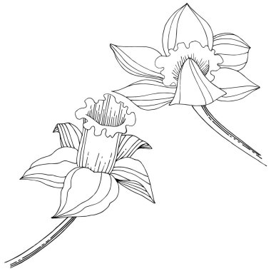 Vektör nergis kır çiçeği. Botanik çiçek. İzole illüstrasyon öğesi. Arka plan, doku, sarıcı desen, çerçeve veya sınır vektör kır çiçeği.