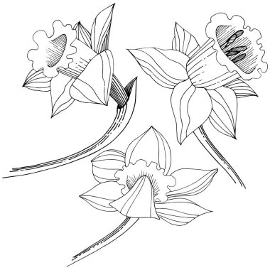 Vektör nergis kır çiçeği. Botanik çiçek. İzole illüstrasyon öğesi. Arka plan, doku, sarıcı desen, çerçeve veya sınır vektör kır çiçeği.