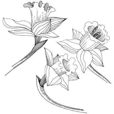 Vektör nergis kır çiçeği. Botanik çiçek. İzole illüstrasyon öğesi. Arka plan, doku, sarıcı desen, çerçeve veya sınır vektör kır çiçeği.