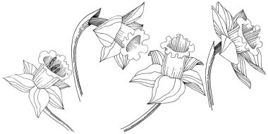 Vektör nergis kır çiçeği. Botanik çiçek. İzole illüstrasyon öğesi. Arka plan, doku, sarıcı desen, çerçeve veya sınır vektör kır çiçeği.