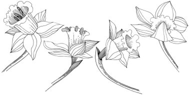 Vektör nergis kır çiçeği. Botanik çiçek. İzole illüstrasyon öğesi. Arka plan, doku, sarıcı desen, çerçeve veya sınır vektör kır çiçeği.