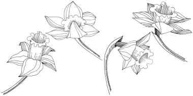 Vektör nergis kır çiçeği. Botanik çiçek. İzole illüstrasyon öğesi. Arka plan, doku, sarıcı desen, çerçeve veya sınır vektör kır çiçeği.