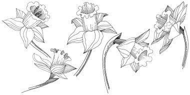 Vektör nergis kır çiçeği. Botanik çiçek. İzole illüstrasyon öğesi. Arka plan, doku, sarıcı desen, çerçeve veya sınır vektör kır çiçeği.