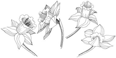 Vektör nergis kır çiçeği. Botanik çiçek. İzole illüstrasyon öğesi. Arka plan, doku, sarıcı desen, çerçeve veya sınır vektör kır çiçeği.