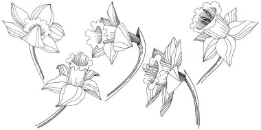 Vektör nergis kır çiçeği. Botanik çiçek. İzole illüstrasyon öğesi. Arka plan, doku, sarıcı desen, çerçeve veya sınır vektör kır çiçeği.