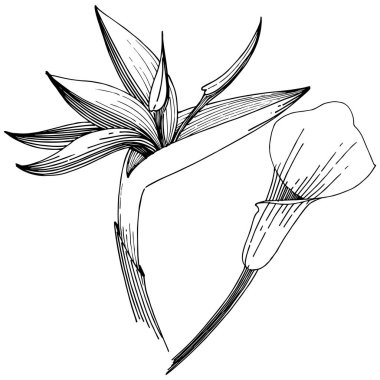 Tropikal çiçek bir vektör tarzı. İzole illüstrasyon öğesi. Arka plan, doku, sarıcı desen, çerçeve veya kenarlık için vektör çiçek.