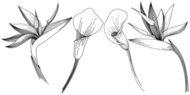 Tropikal çiçek bir vektör tarzı. İzole illüstrasyon öğesi. Arka plan, doku, sarıcı desen, çerçeve veya kenarlık için vektör çiçek.