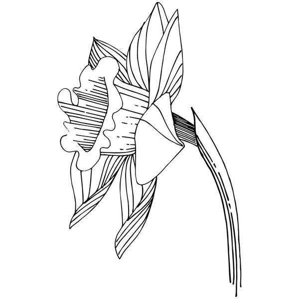 Vector Narcissus Wildflower Flor Botánica Floral Elemento Ilustración Aislado Flor — Vector de stock