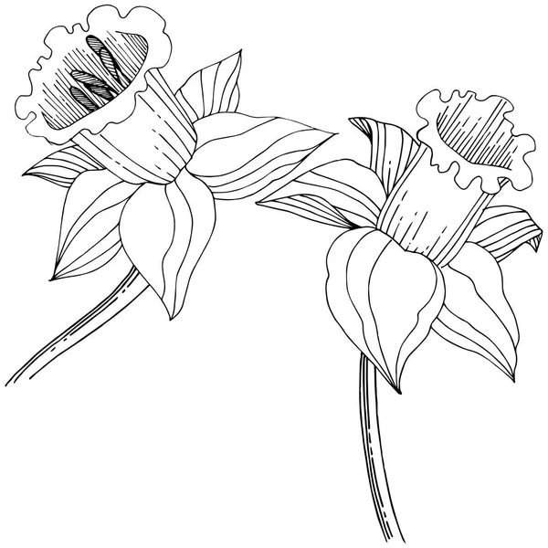 Vektör nergis kır çiçeği. Botanik çiçek. İzole illüstrasyon öğesi. Arka plan, doku, sarıcı desen, çerçeve veya sınır vektör kır çiçeği.