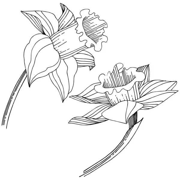 Vektör nergis kır çiçeği. Botanik çiçek. İzole illüstrasyon öğesi. Arka plan, doku, sarıcı desen, çerçeve veya sınır vektör kır çiçeği.