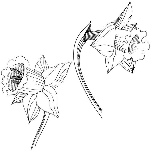 Vektör nergis kır çiçeği. Botanik çiçek. İzole illüstrasyon öğesi. Arka plan, doku, sarıcı desen, çerçeve veya sınır vektör kır çiçeği.