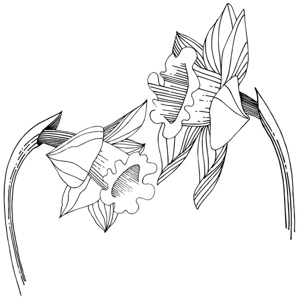 Wektor Narcyz Wildflower Botaniczny Kwiat Kwiatowy Element Ilustracja Białym Tle — Wektor stockowy