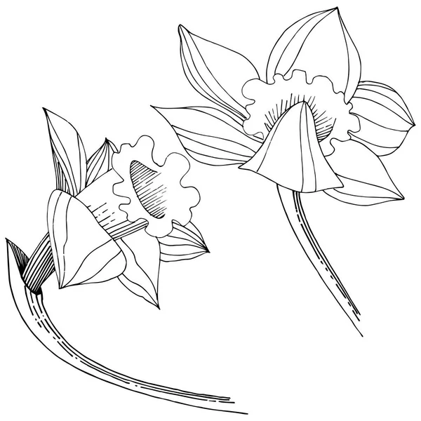 Vector Narcissus Wildflower Flor Botánica Floral Elemento Ilustración Aislado Flor — Vector de stock