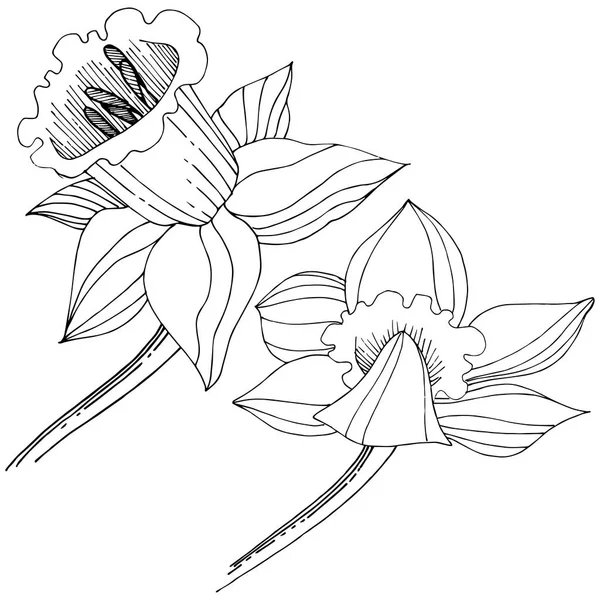 Vektör nergis kır çiçeği. Botanik çiçek. İzole illüstrasyon öğesi. Arka plan, doku, sarıcı desen, çerçeve veya sınır vektör kır çiçeği.