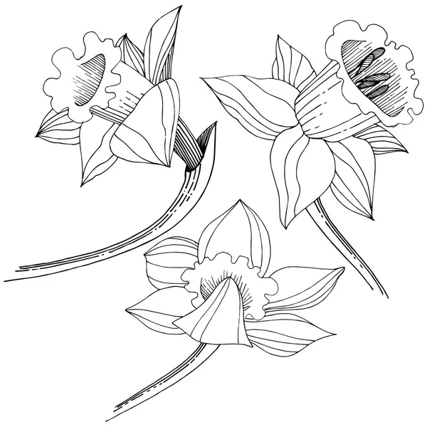 Vektör nergis kır çiçeği. Botanik çiçek. İzole illüstrasyon öğesi. Arka plan, doku, sarıcı desen, çerçeve veya sınır vektör kır çiçeği.